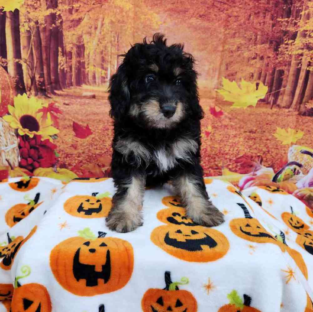 Female Mini Bernadoodle Puppy for Sale in Virginia Beach, VA
