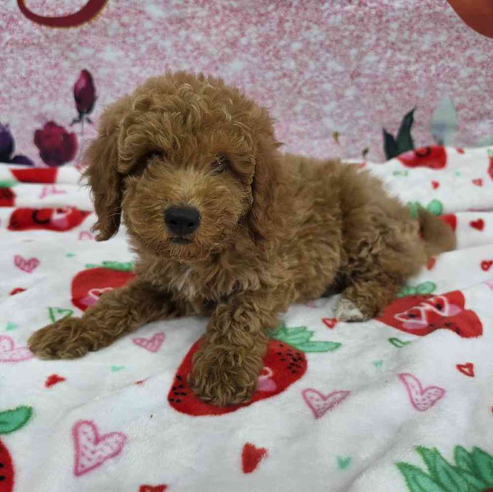 carousel pet images