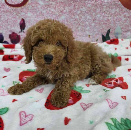 Mini Goldendoodle