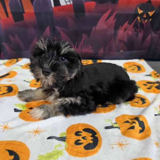 Mini Schnauzer