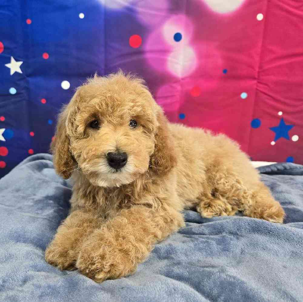 Male Mini Poodle Puppy for Sale in Virginia Beach, VA