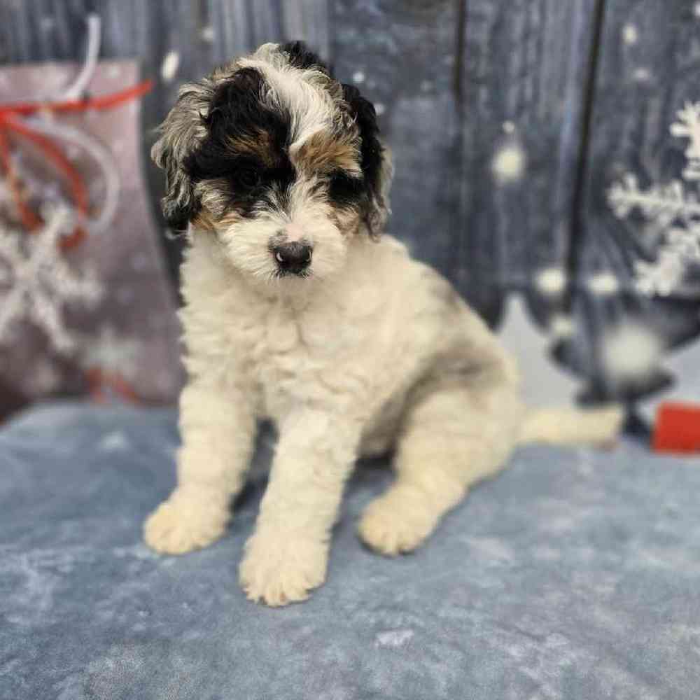 Male Mini Bernadoodle Puppy for Sale in Virginia Beach, VA