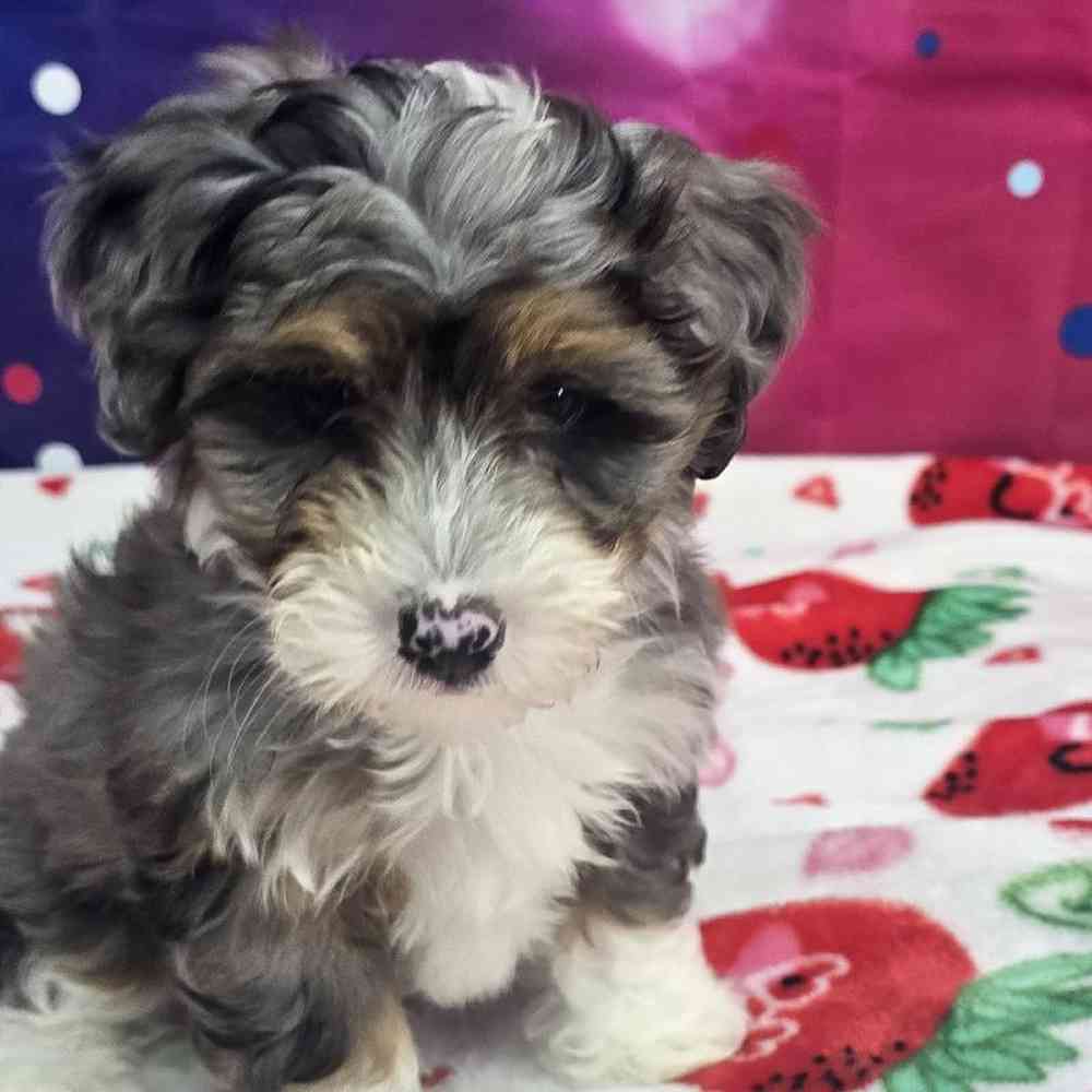 Female Mini Bernadoodle Puppy for Sale in Virginia Beach, VA