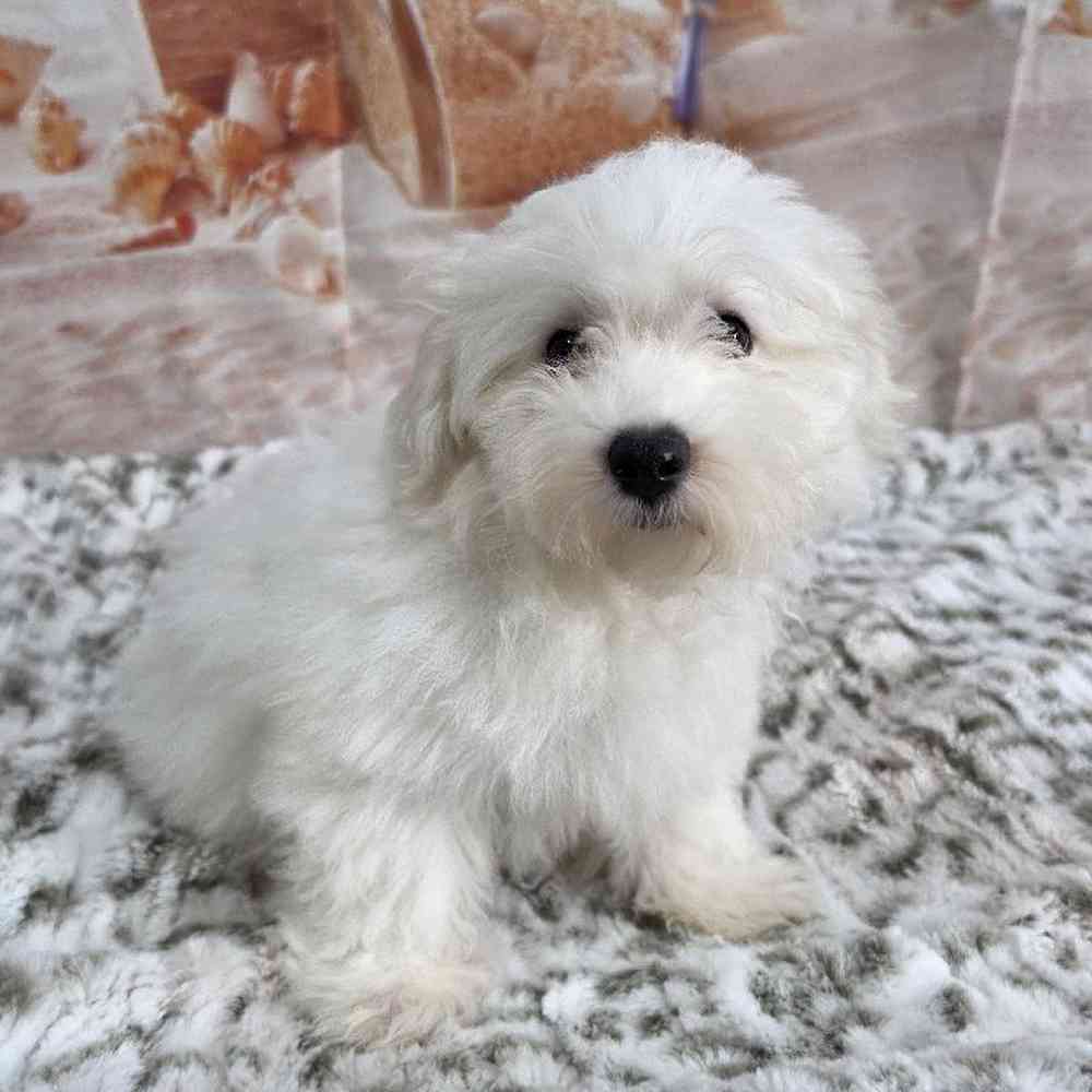 Male Maltichon Puppy for Sale in Virginia Beach, VA