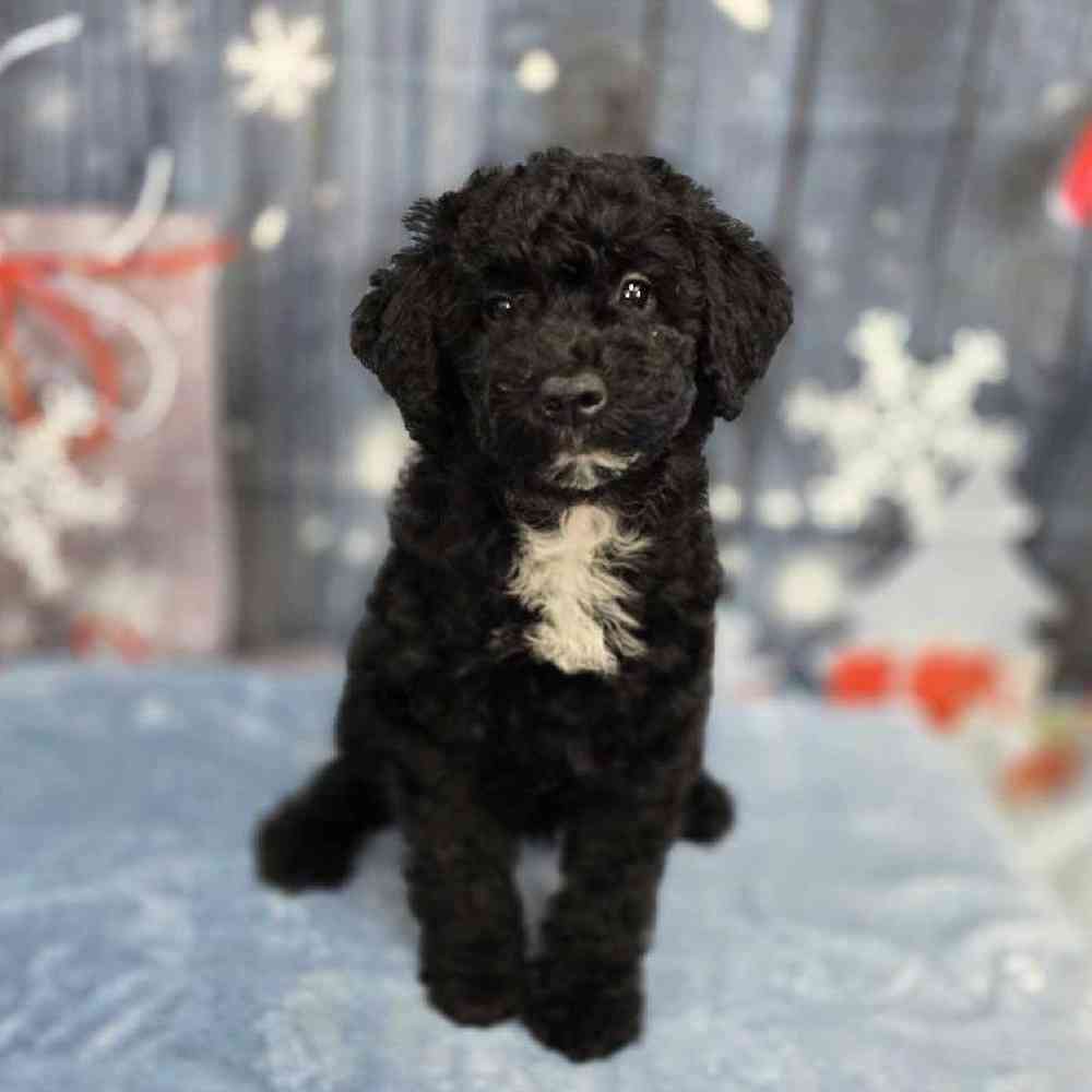 Female Mini Sheepadoodle Puppy for Sale in Virginia Beach, VA