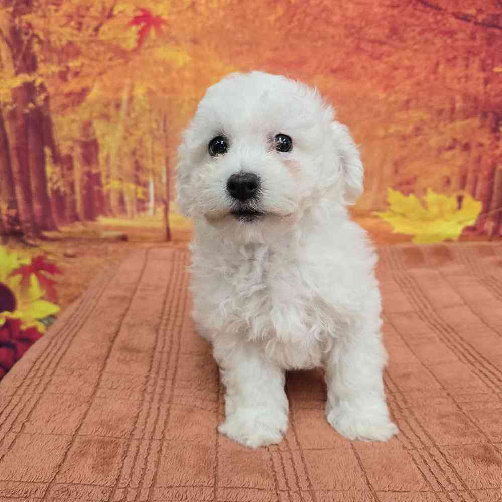 Male Bichon Puppy for Sale in Virginia Beach, VA