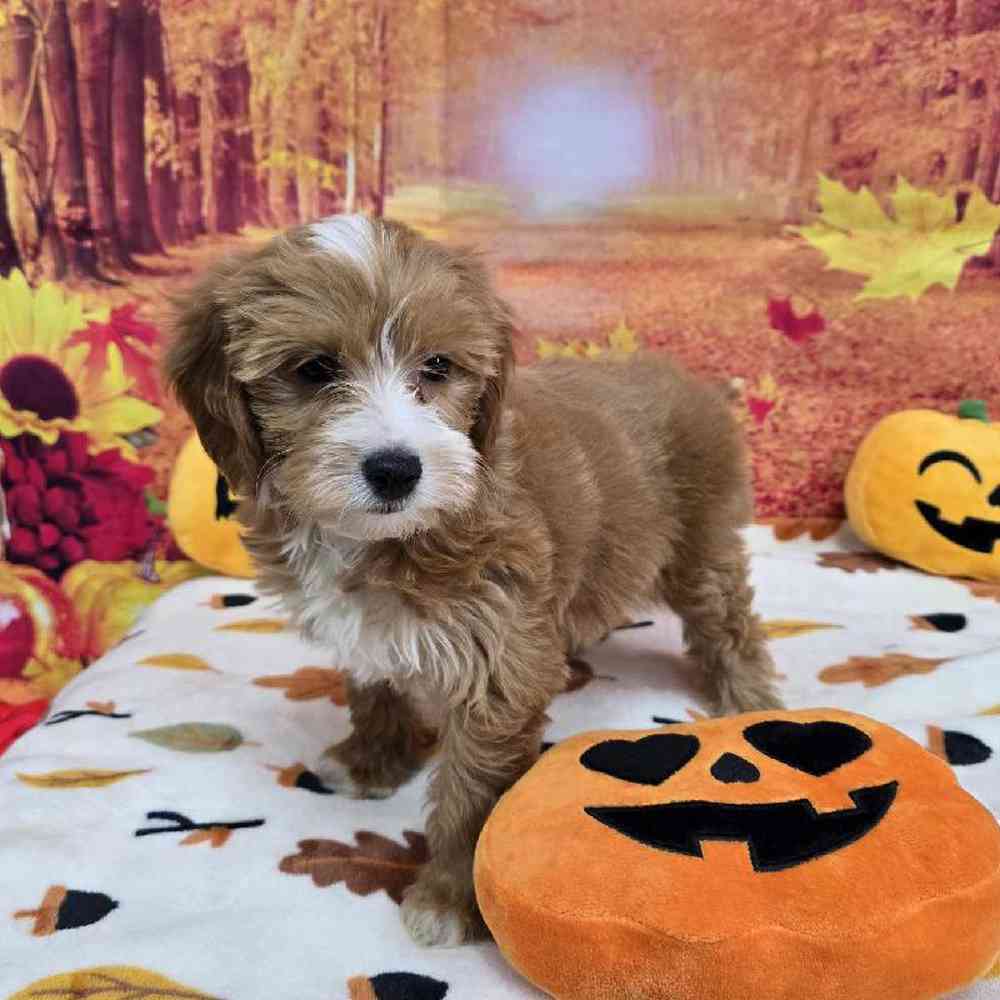 Female Mini Goldendoodle Puppy for Sale in Virginia Beach, VA