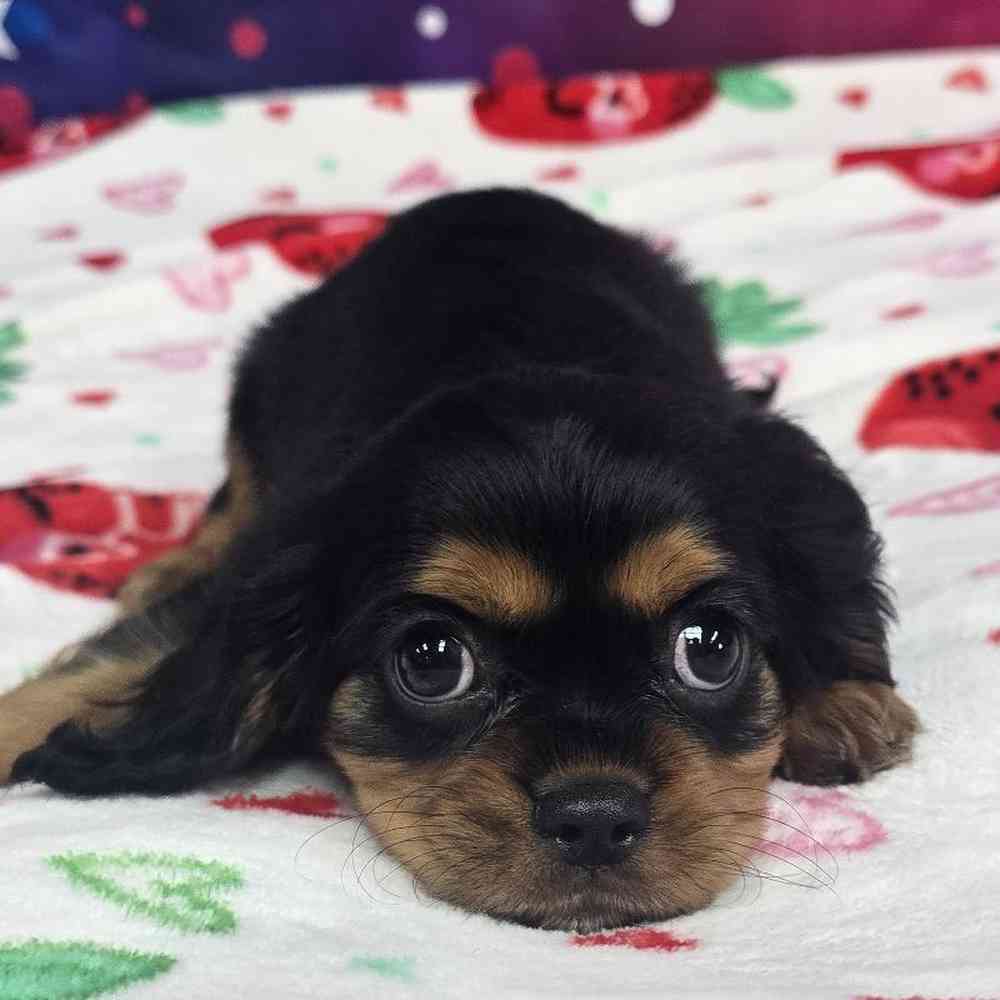 Male Cavalier King Charles Spaniel Puppy for Sale in Virginia Beach, VA