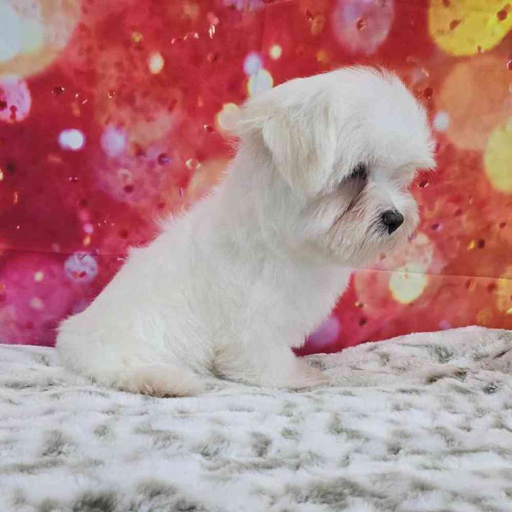 Female Maltese Puppy for Sale in Virginia Beach, VA