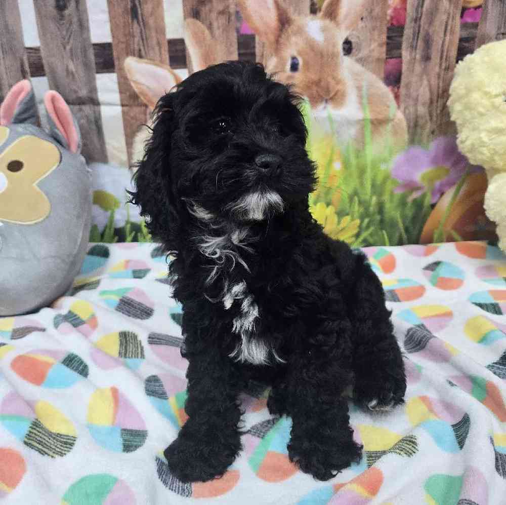 Female Cockapoo Puppy for Sale in Virginia Beach, VA
