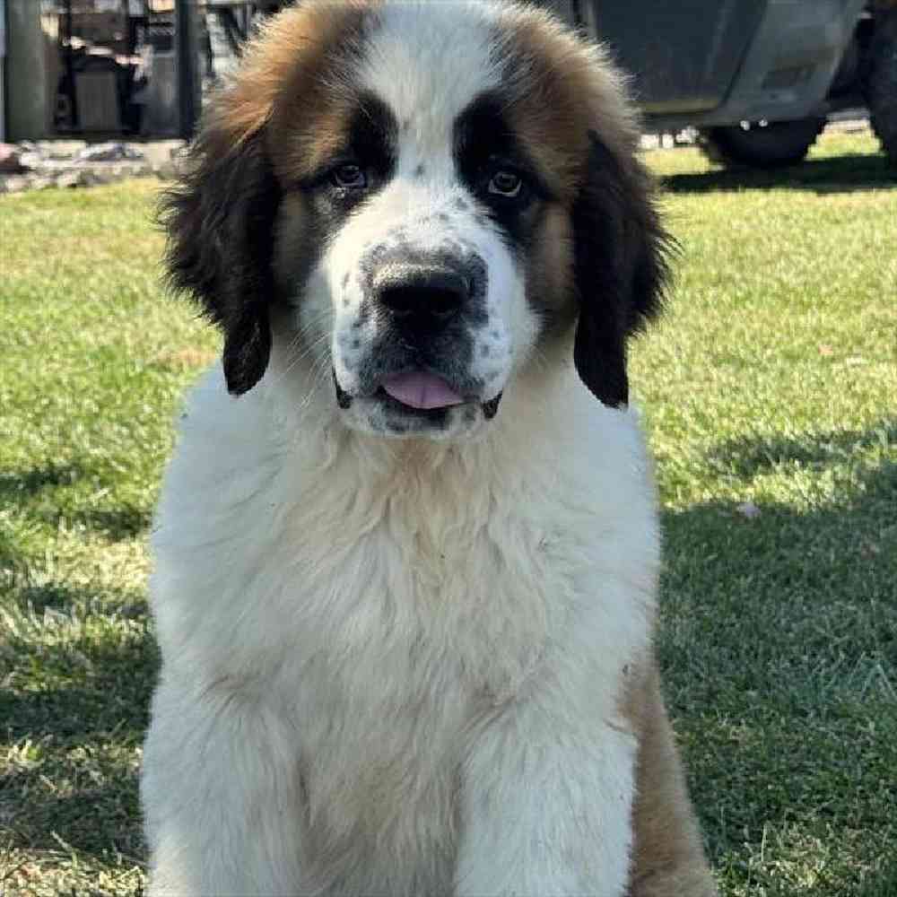 Female Saint Bernard Puppy for Sale in Virginia Beach, VA