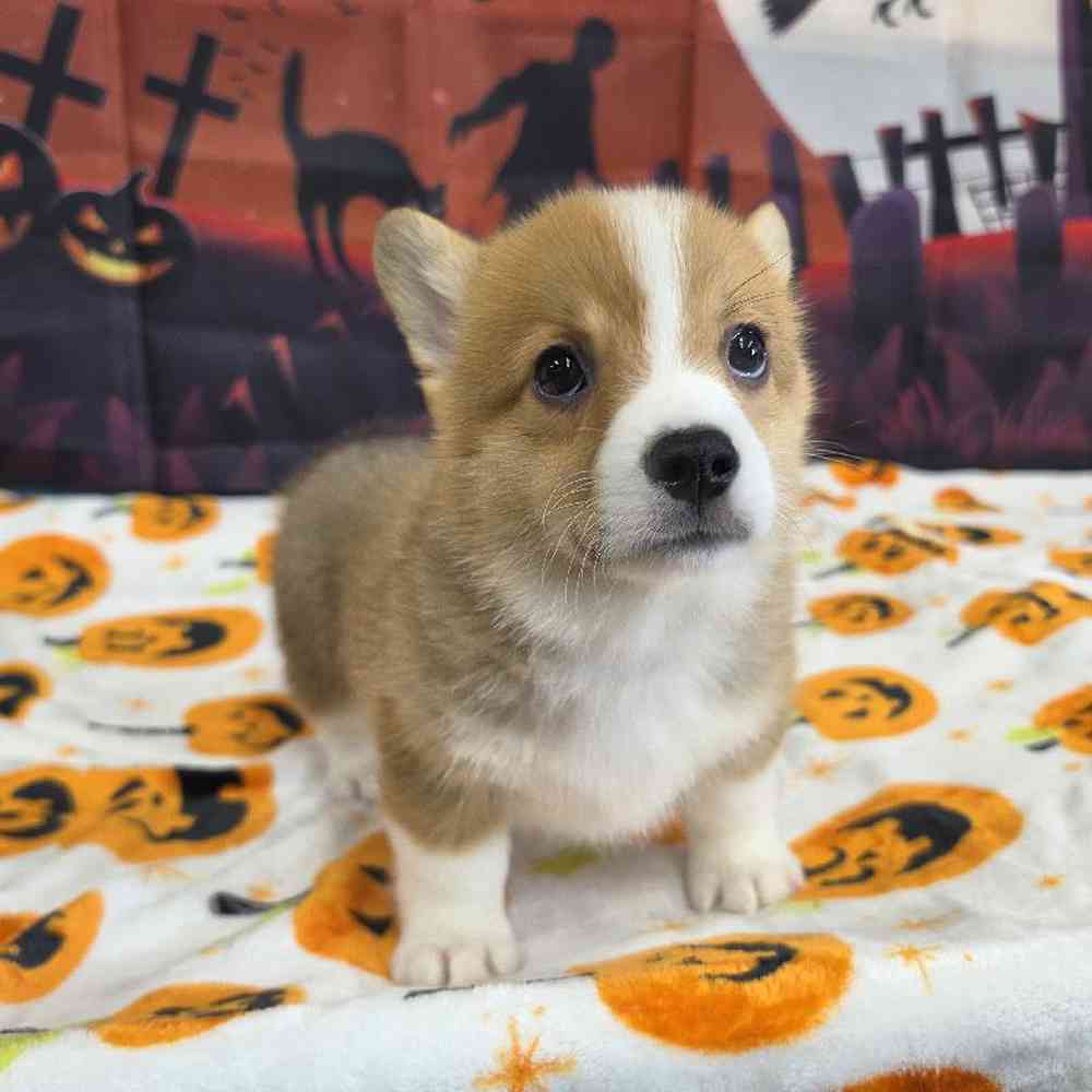 Male Pembroke Welsh Corgi Puppy for Sale in Virginia Beach, VA