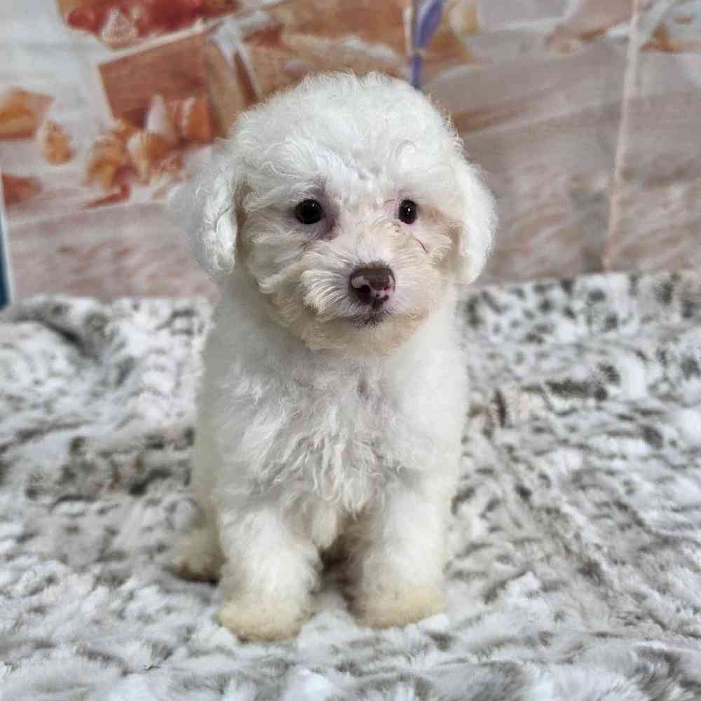 Male Poodle Toy Puppy for Sale in Virginia Beach, VA