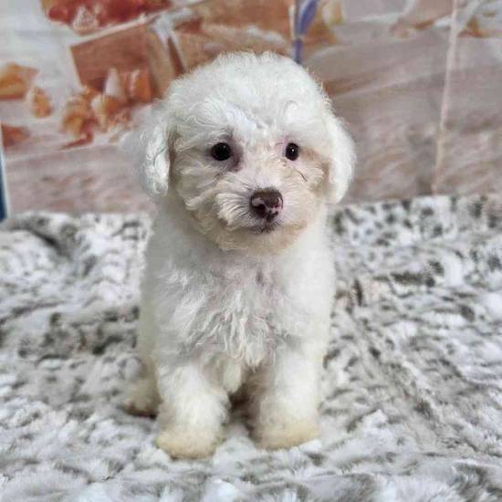 Poodle Toy