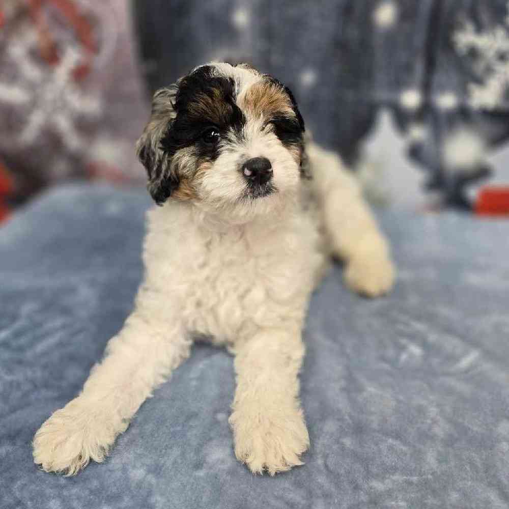 Male Mini Bernadoodle Puppy for Sale in Virginia Beach, VA