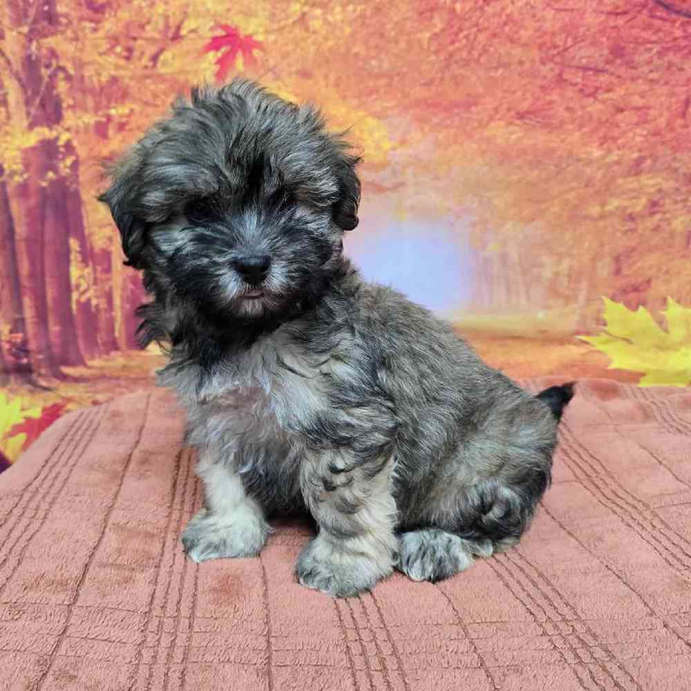 Male Havanese Puppy for Sale in Virginia Beach, VA