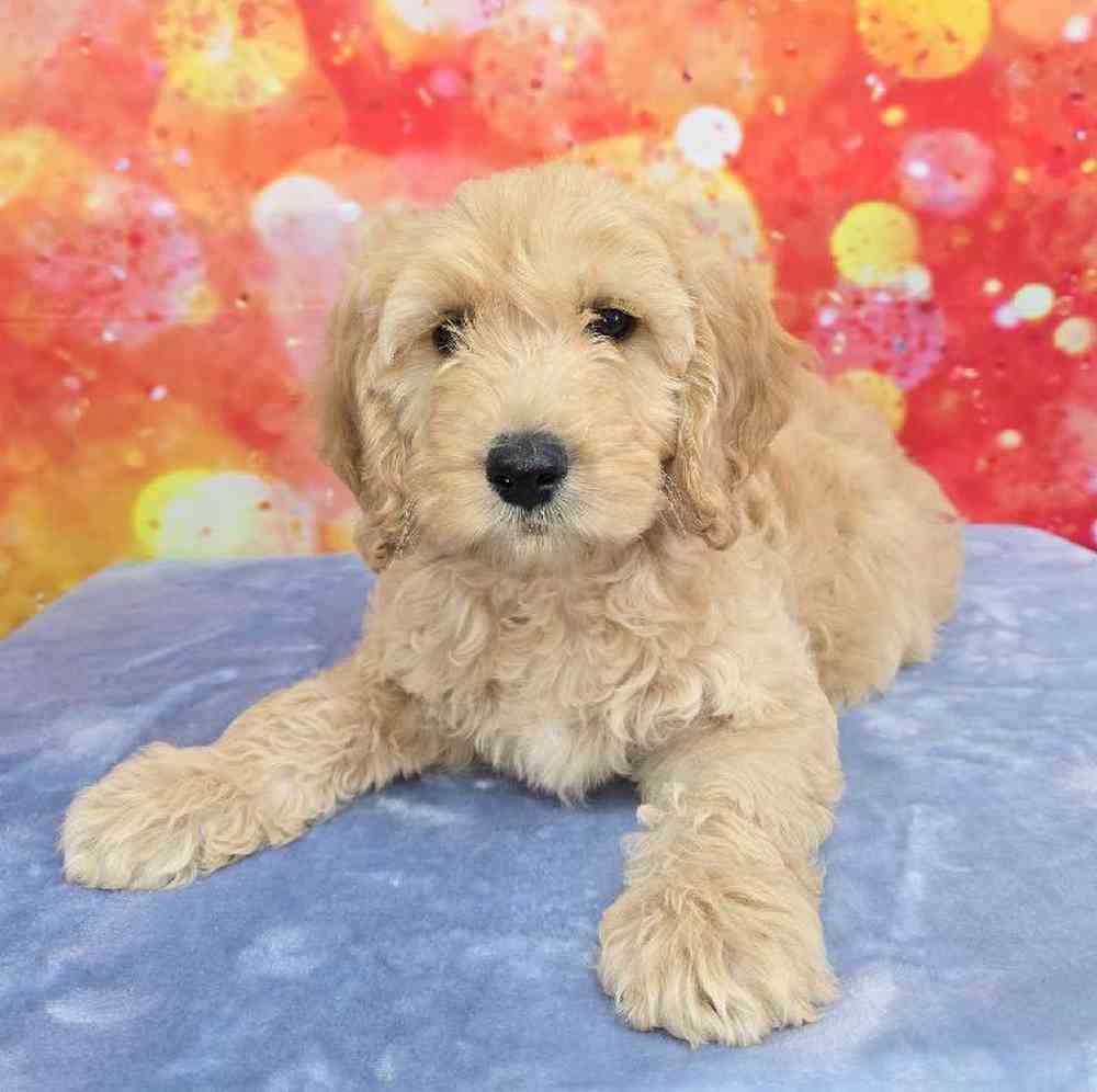 Male Moyen Poodle-Golden Retriever Puppy for Sale in Virginia Beach, VA