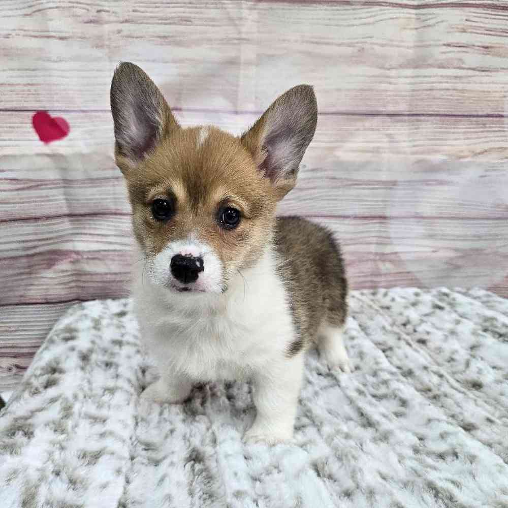 Female Pembroke Welsh Corgi Puppy for Sale in Virginia Beach, VA