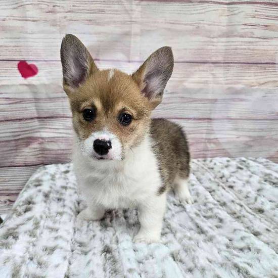 Pembroke Welsh Corgi