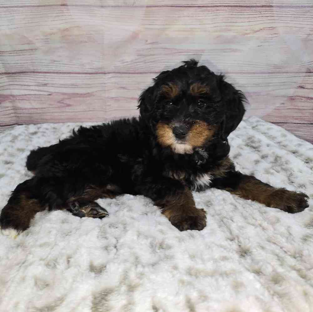 Female Mini Bernadoodle Puppy for Sale in Virginia Beach, VA