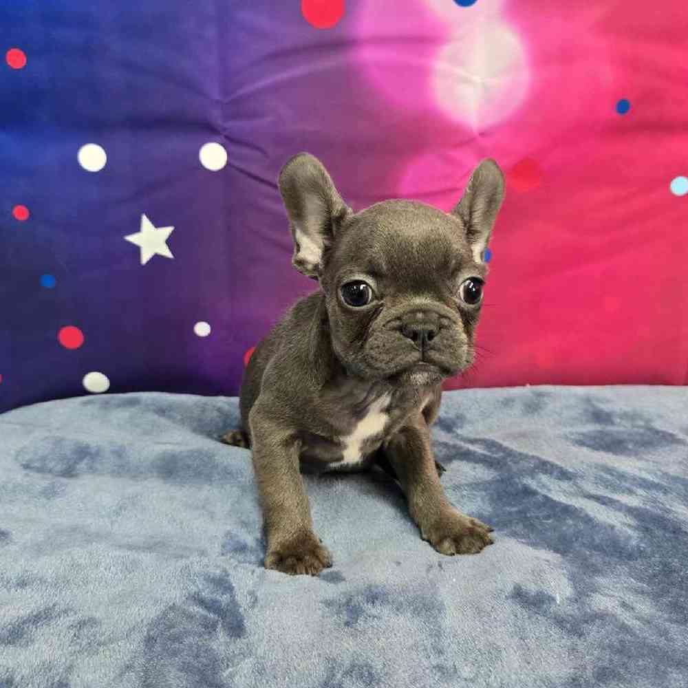 Female French Bulldog Puppy for Sale in Virginia Beach, VA