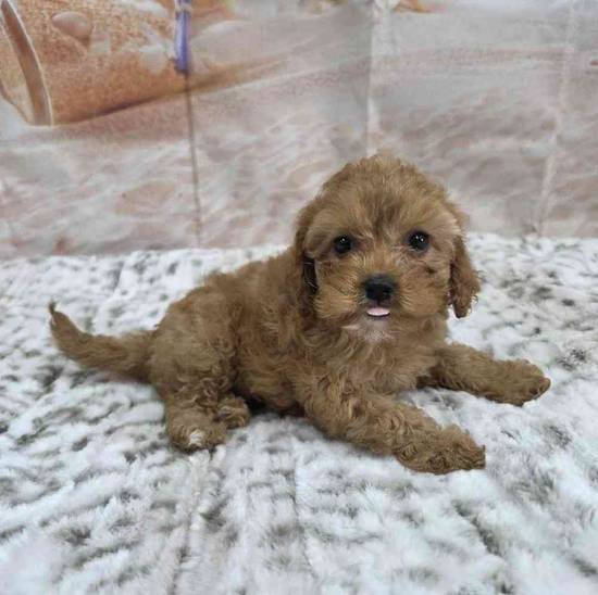 Cavapoo