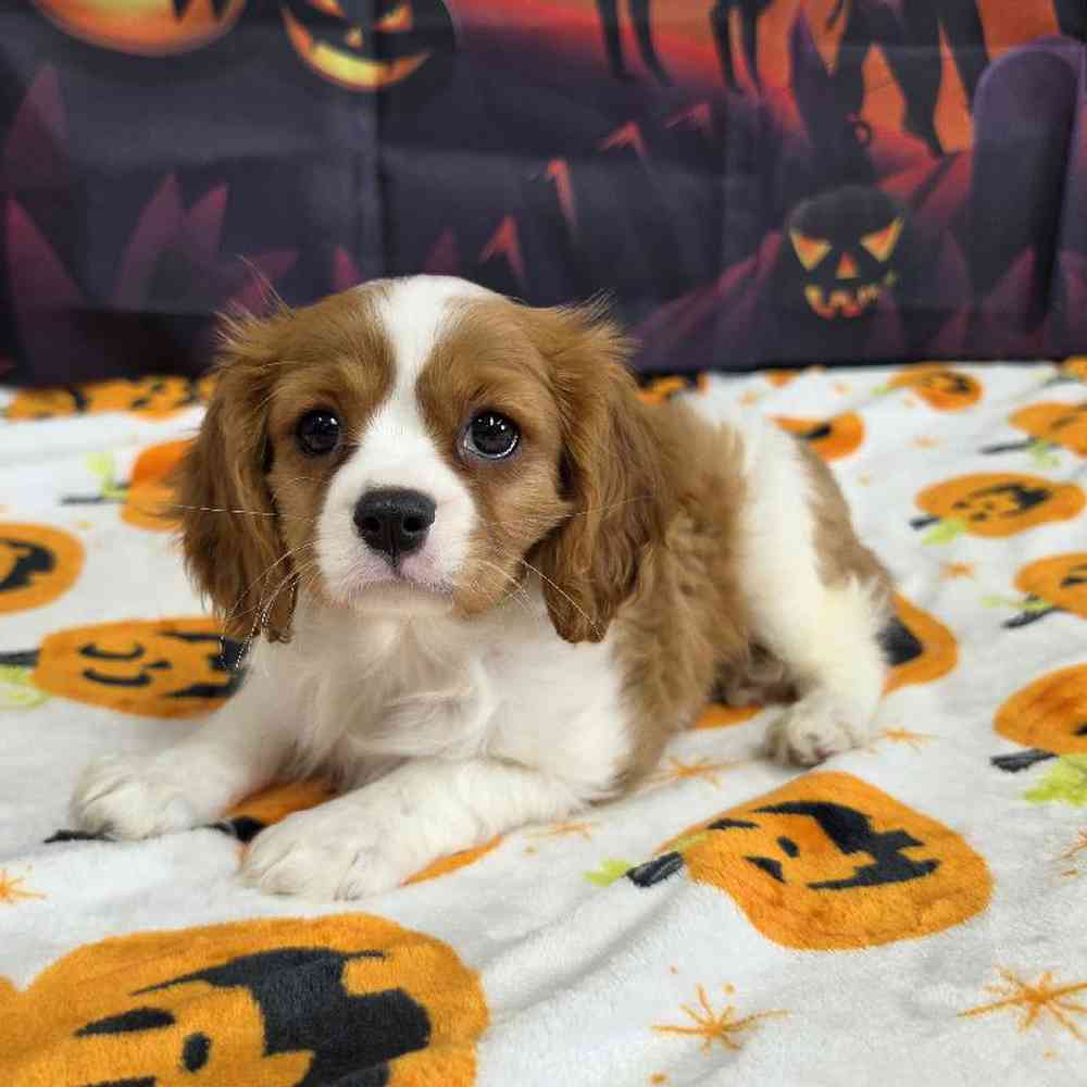 Female Cavalier King Charles Spaniel Puppy for Sale in Virginia Beach, VA