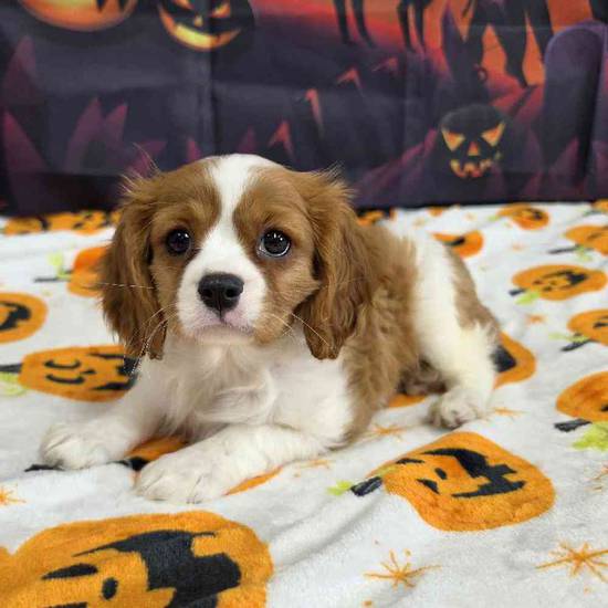 Cavalier King Charles Spaniel