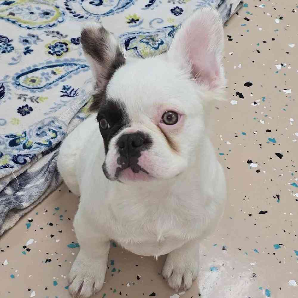 Female French Bulldog Puppy for Sale in Virginia Beach, VA