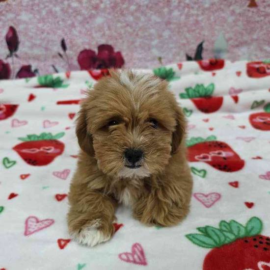 Shipoo