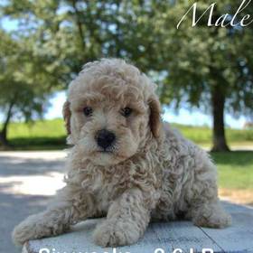 Mini Poodle