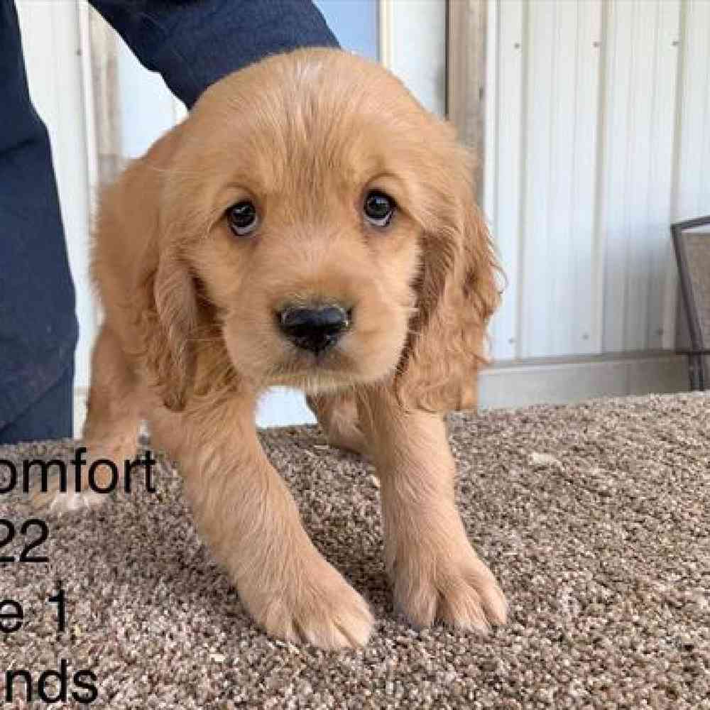 Female Comfort Retriever Puppy for sale
