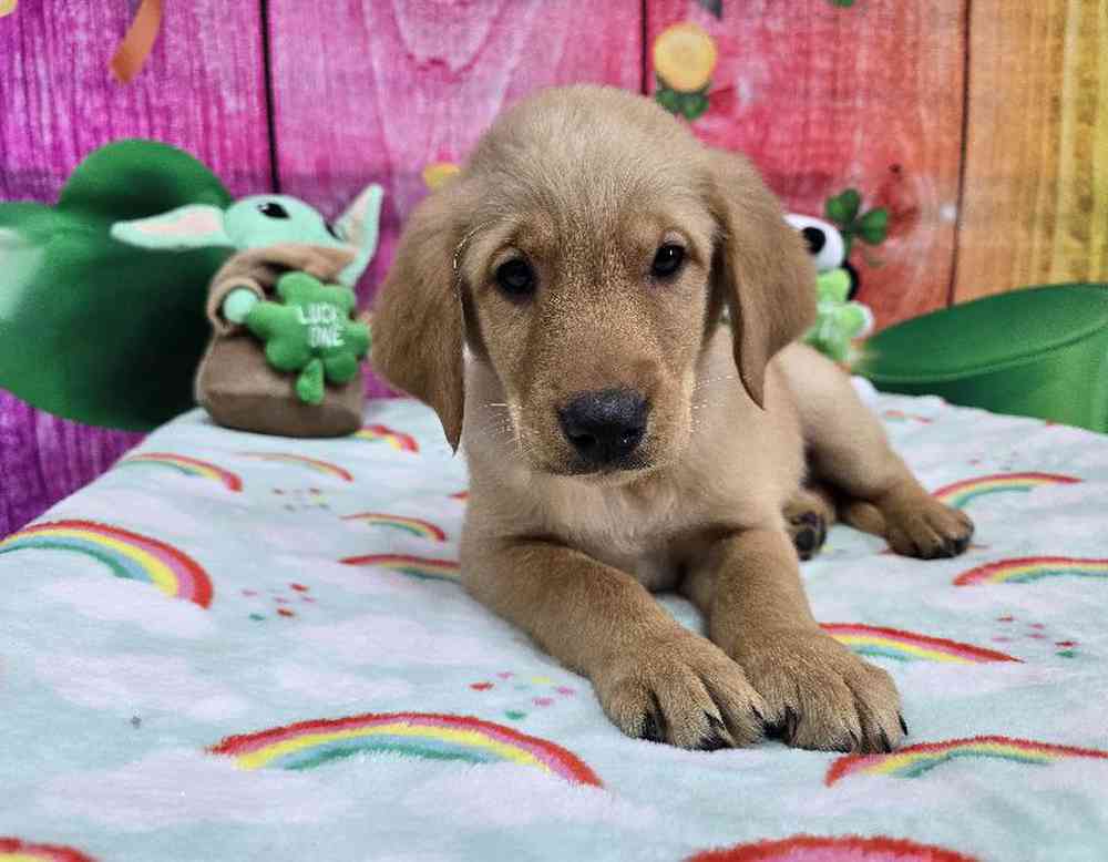 Male Golden Lab Puppy for Sale in Virginia Beach, VA