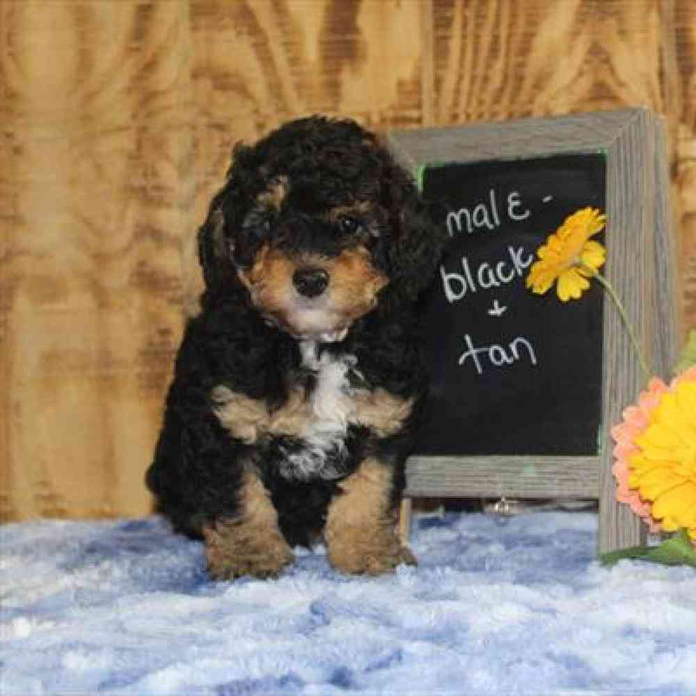 Male Mini Bernadoodle Puppy for Sale in Virginia Beach, VA