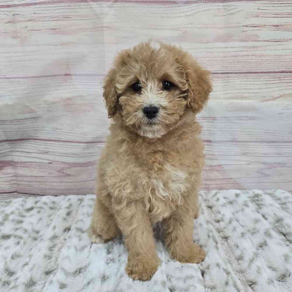 Female Cavapoo Puppy for Sale in Virginia Beach, VA