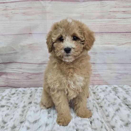 Cavapoo