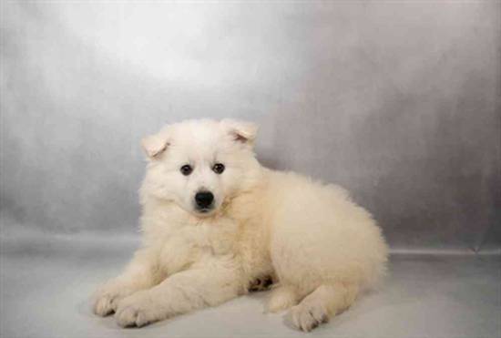 American Eskimo