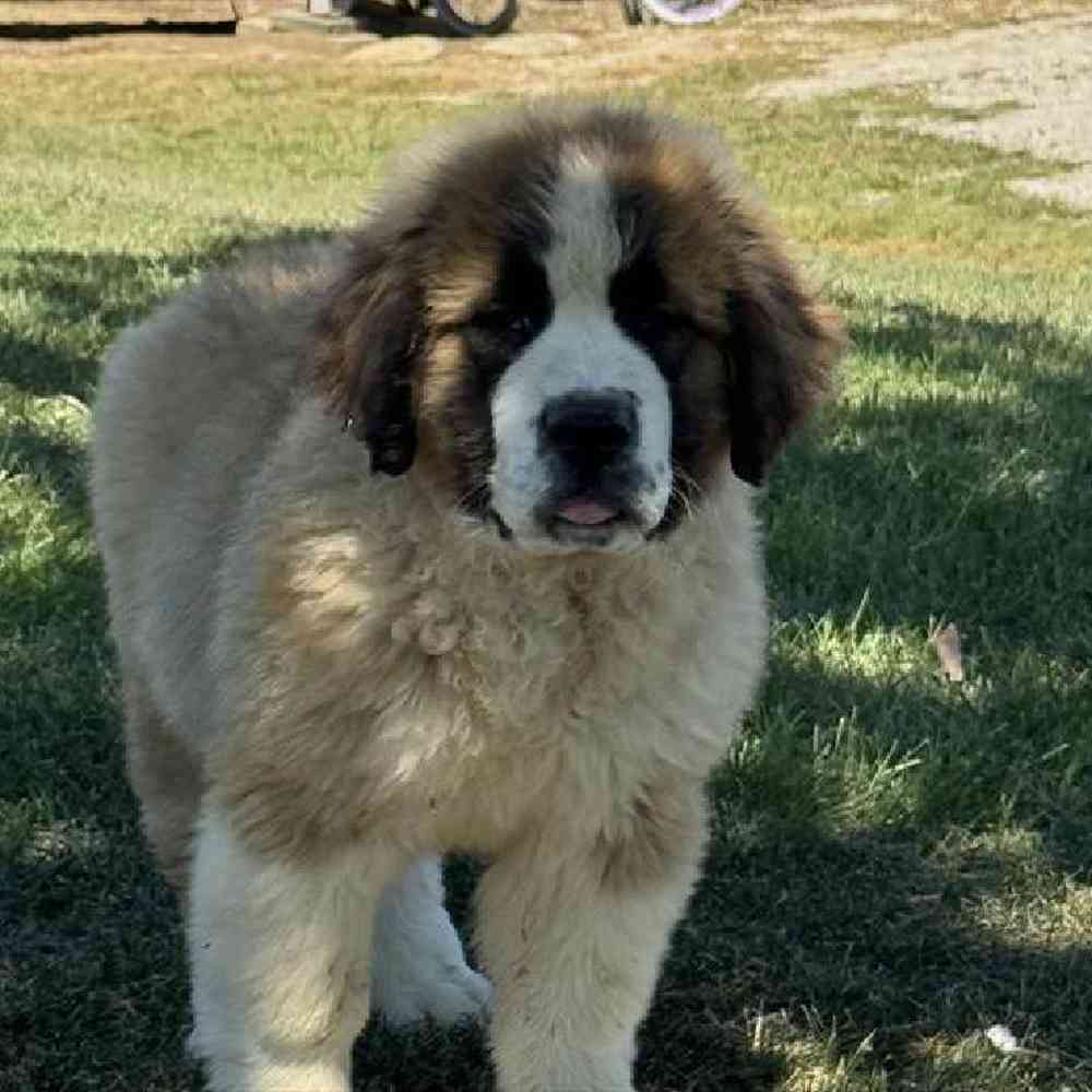 Male Saint Bernard Puppy for Sale in Virginia Beach, VA