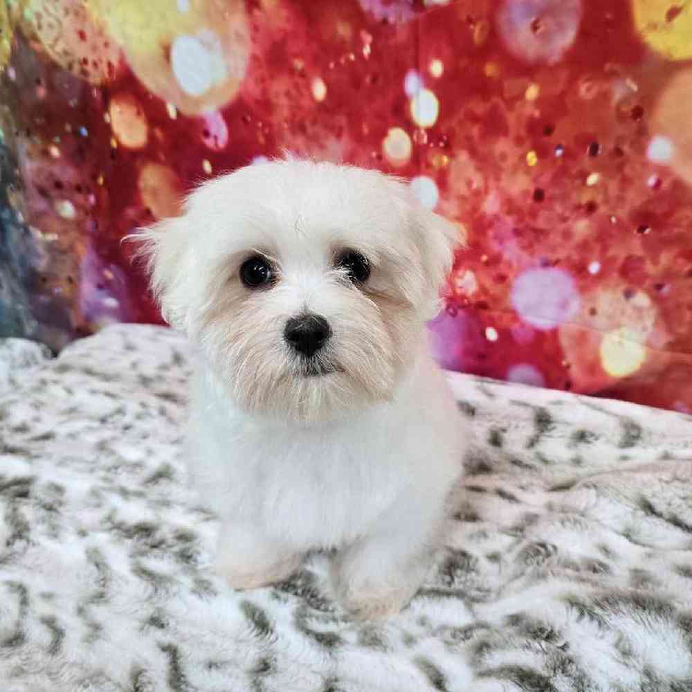 Female Maltese Puppy for Sale in Virginia Beach, VA