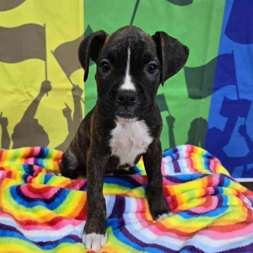 Female Boxer Puppy for Sale in Virginia Beach, VA