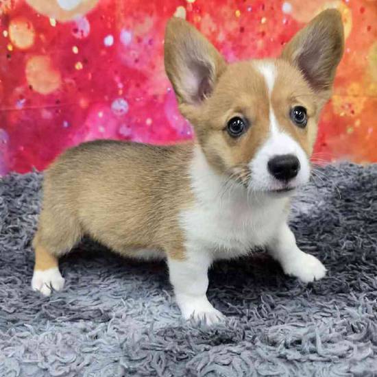 Pembroke Welsh Corgi