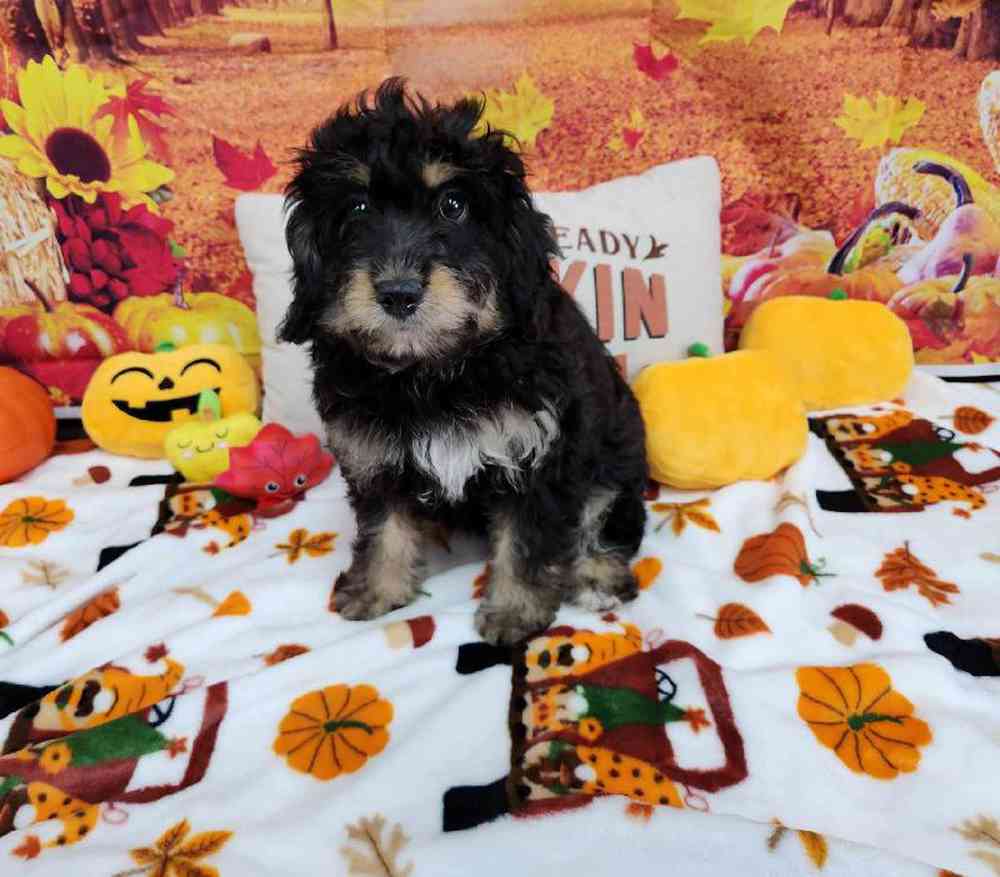 Female Mini Bernadoodle Puppy for Sale in Virginia Beach, VA