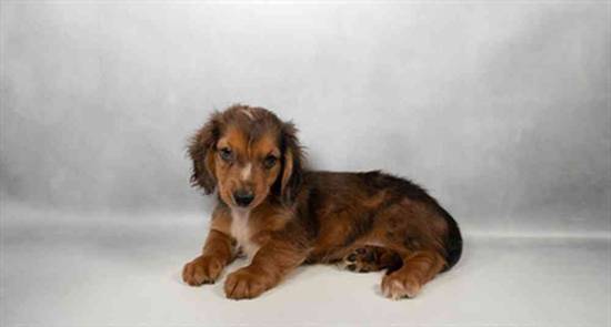 Dachshund