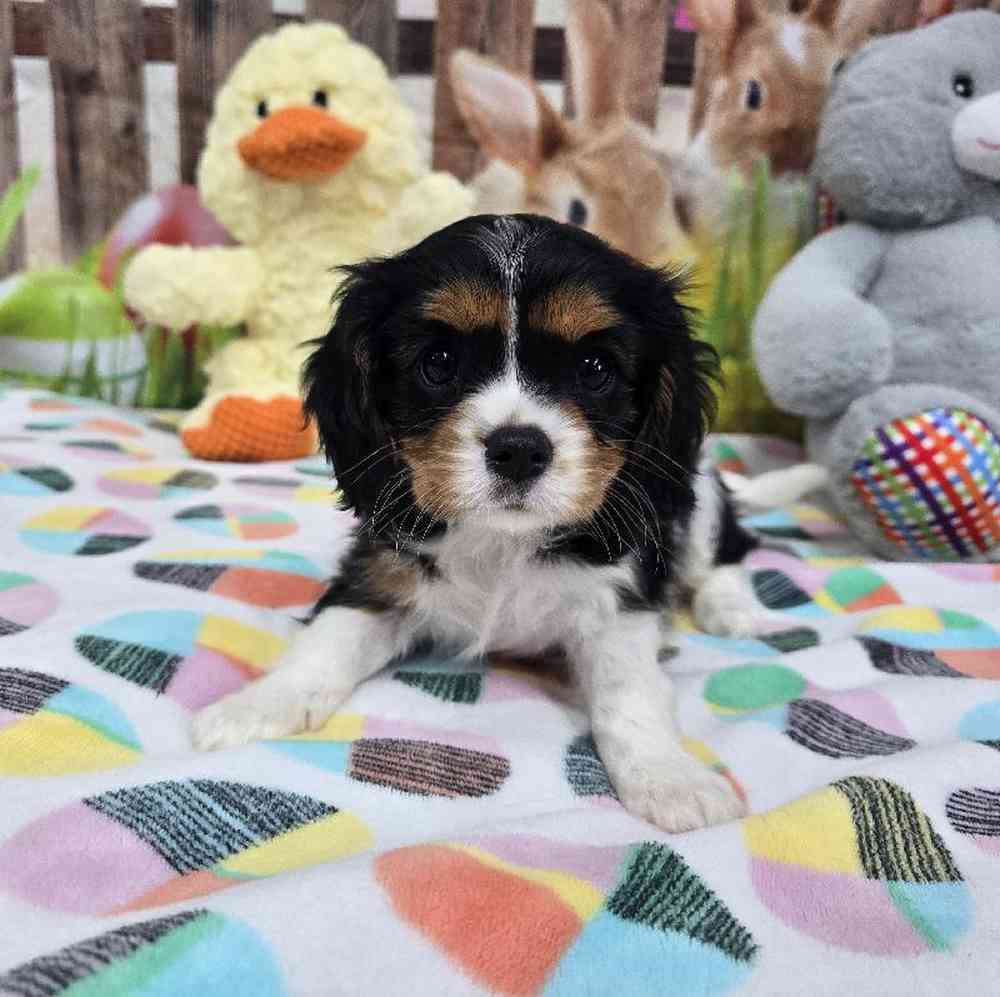 Female Cavalier King Charles Spaniel Puppy for Sale in Virginia Beach, VA