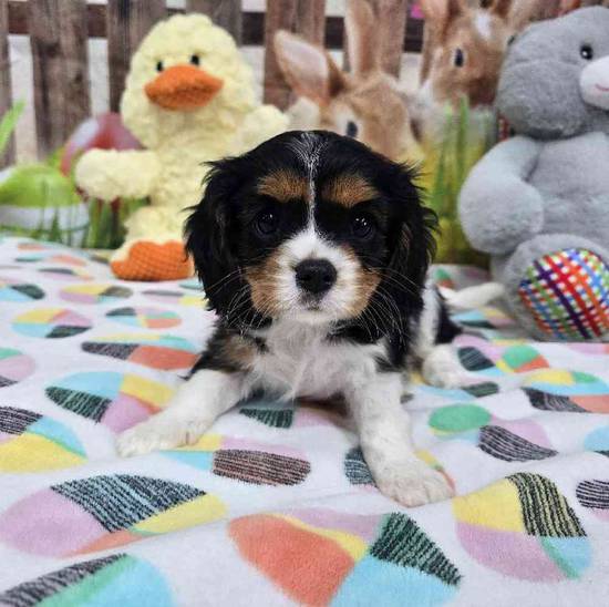 Cavalier King Charles Spaniel