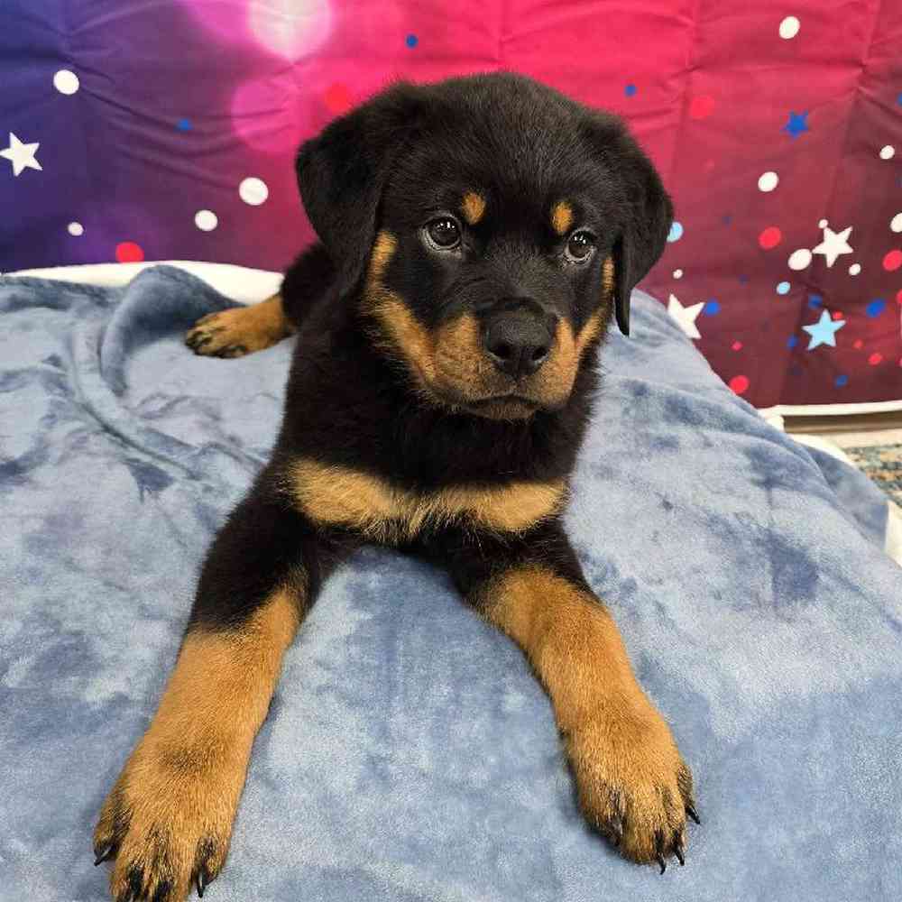 Male Rottweiler Puppy for Sale in Virginia Beach, VA