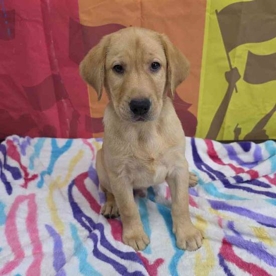 Labrador Retriever