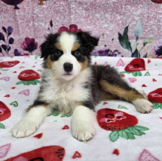 Miniature American Shepherd