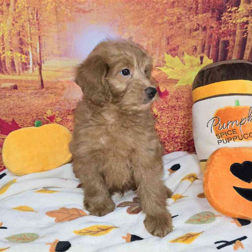 Male Mini Goldendoodle Puppy for Sale in Virginia Beach, VA