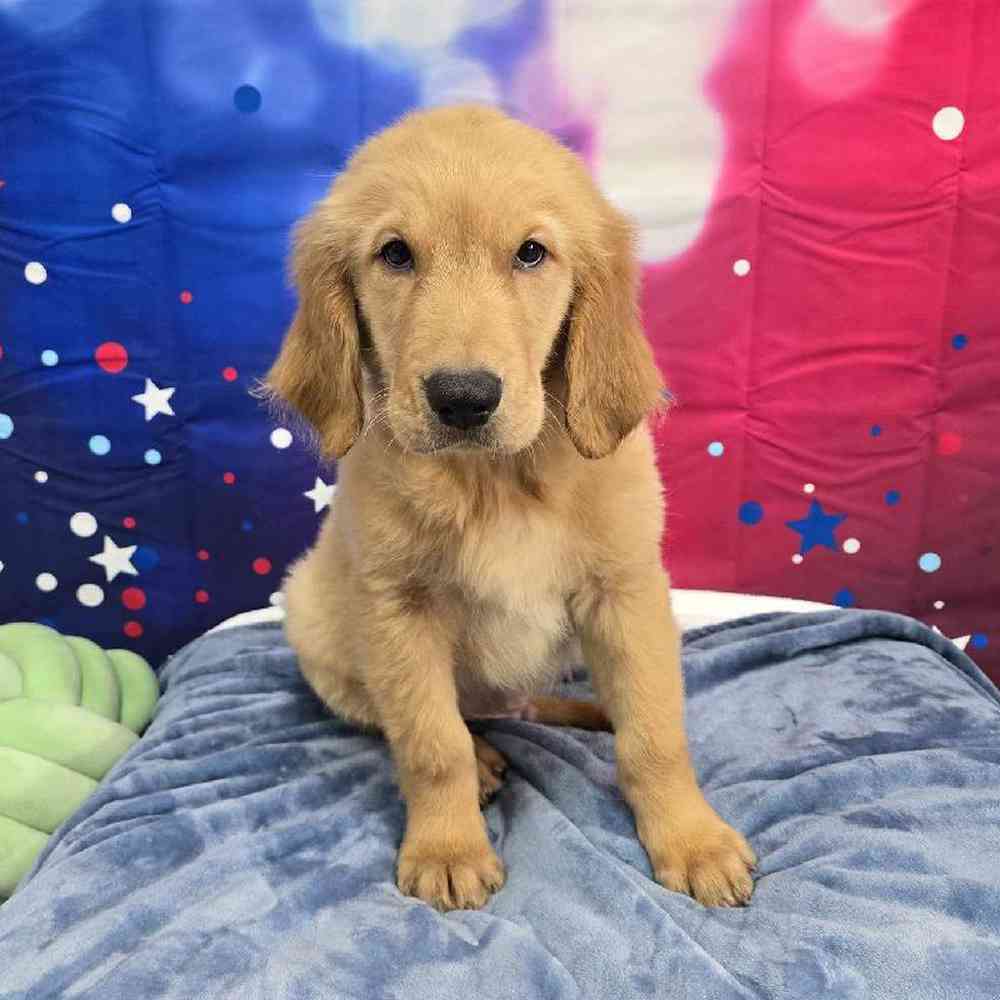 Male Golden Retriever Puppy for Sale in Virginia Beach, VA